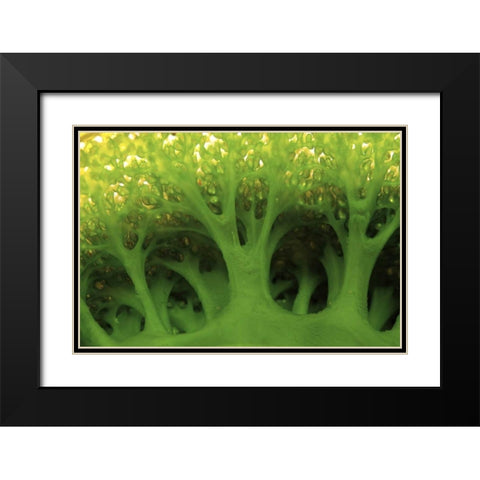 Large sea squirt, Buyat, Sulawesi, Indonesia Black Modern Wood Framed Art Print with Double Matting by Shimlock, Jones