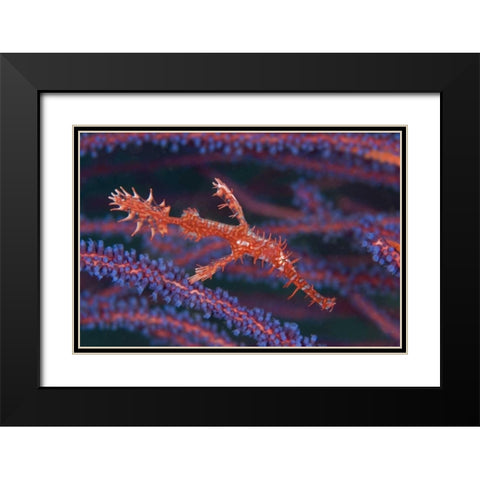 Pipefish among sea whips, Triton Bay, Indonesia Black Modern Wood Framed Art Print with Double Matting by Shimlock, Jones