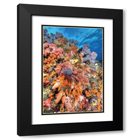 Indonesia, Papua Vibrant coral Reef Scenic Black Modern Wood Framed Art Print with Double Matting by Shimlock, Jones