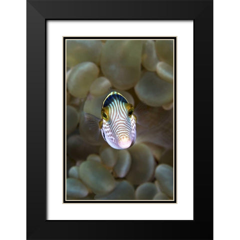 Front close-up of pufferfish, Ambon, Indonesia Black Modern Wood Framed Art Print with Double Matting by Shimlock, Jones