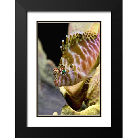 Hawkfish among corals, Ambon, Indonesia Black Modern Wood Framed Art Print with Double Matting by Shimlock, Jones