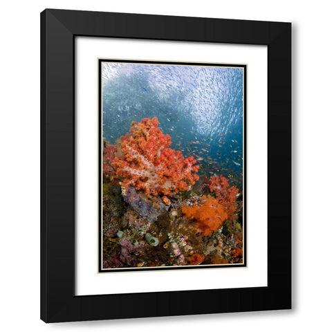 Fish swims by coral, Triton Bay, Papua, Indonesia Black Modern Wood Framed Art Print with Double Matting by Shimlock, Jones