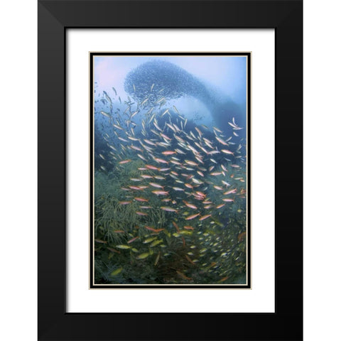 Schooling fish over black coral, Papua, Indonesia Black Modern Wood Framed Art Print with Double Matting by Shimlock, Jones