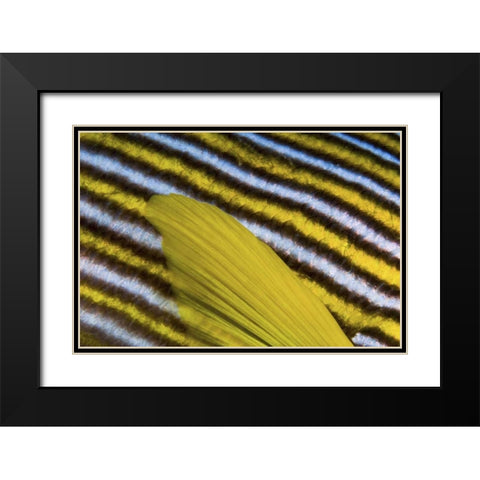 Sweetlip scales, Fak Fak, Papua, Indonesia Black Modern Wood Framed Art Print with Double Matting by Shimlock, Jones