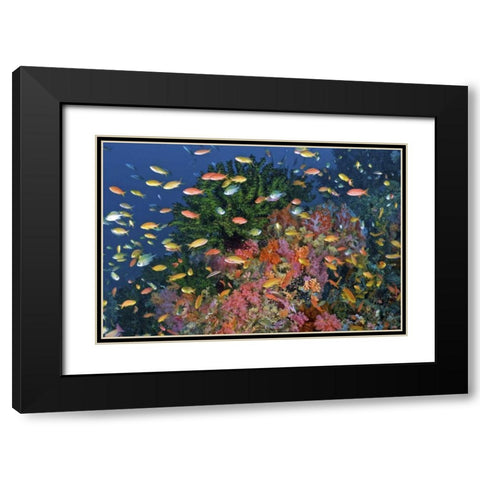Reef scenic, Triton Bay, Papua, Indonesia Black Modern Wood Framed Art Print with Double Matting by Shimlock, Jones