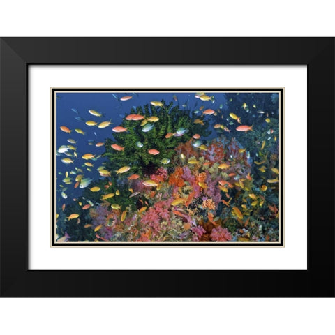 Reef scenic, Triton Bay, Papua, Indonesia Black Modern Wood Framed Art Print with Double Matting by Shimlock, Jones