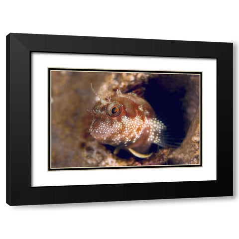 Blenny fish, Triton Bay, Papua, Indonesia Black Modern Wood Framed Art Print with Double Matting by Shimlock, Jones