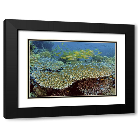 Damselfish and snappers, Misool, Papua, Indonesia Black Modern Wood Framed Art Print with Double Matting by Shimlock, Jones