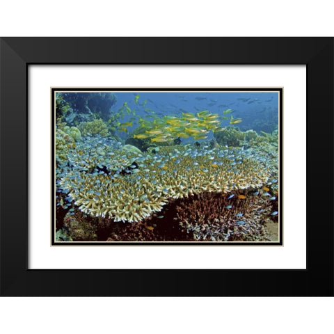 Damselfish and snappers, Misool, Papua, Indonesia Black Modern Wood Framed Art Print with Double Matting by Shimlock, Jones