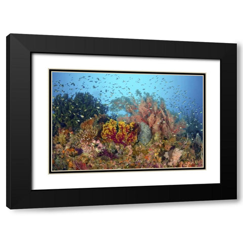 Diverse reef life, Misool, Raja Ampat, Indonesia Black Modern Wood Framed Art Print with Double Matting by Shimlock, Jones