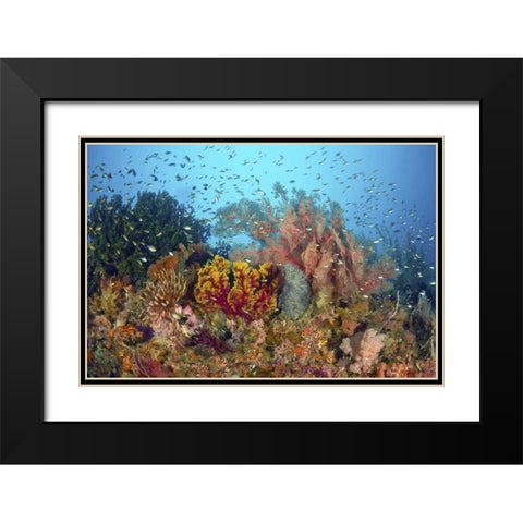 Diverse reef life, Misool, Raja Ampat, Indonesia Black Modern Wood Framed Art Print with Double Matting by Shimlock, Jones