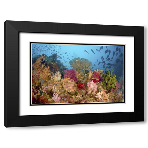 Diverse reef life, Misool, Raja Ampat, Indonesia Black Modern Wood Framed Art Print with Double Matting by Shimlock, Jones