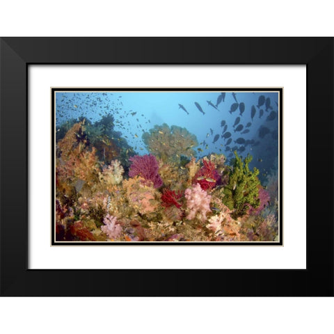 Diverse reef life, Misool, Raja Ampat, Indonesia Black Modern Wood Framed Art Print with Double Matting by Shimlock, Jones
