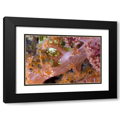 Goby fish in soft corals, Papua, Indonesia Black Modern Wood Framed Art Print with Double Matting by Shimlock, Jones