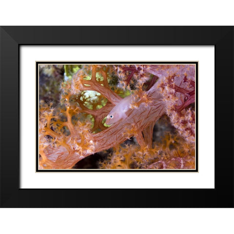 Goby fish in soft corals, Papua, Indonesia Black Modern Wood Framed Art Print with Double Matting by Shimlock, Jones