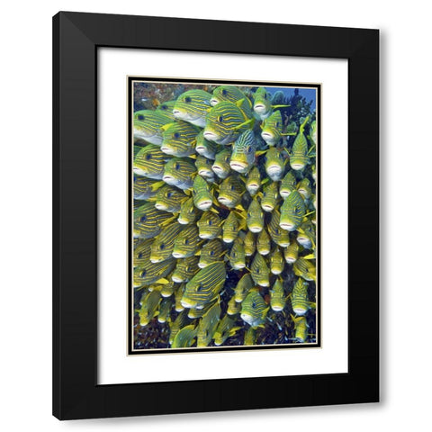 Sweetlip fish, Raja Ampat, Papua, Indonesia Black Modern Wood Framed Art Print with Double Matting by Shimlock, Jones