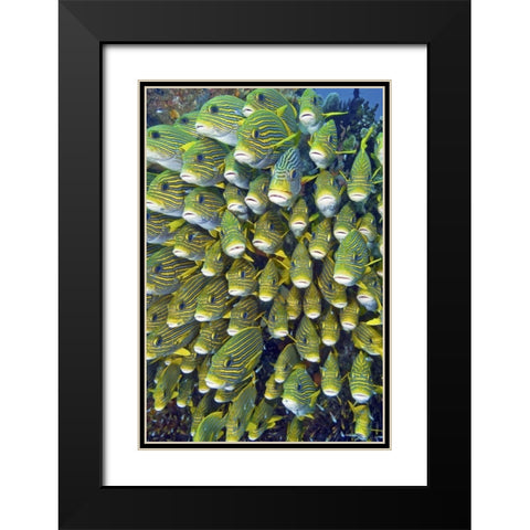 Sweetlip fish, Raja Ampat, Papua, Indonesia Black Modern Wood Framed Art Print with Double Matting by Shimlock, Jones