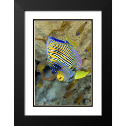Angelfish, Raja Ampat, Papua, Indonesia Black Modern Wood Framed Art Print with Double Matting by Shimlock, Jones