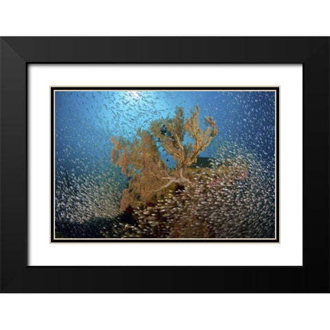 Sweeper fish school and sea fan, Papua, Indonesia Black Modern Wood Framed Art Print with Double Matting by Shimlock, Jones