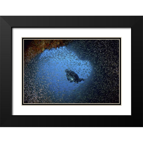 Baitfish and diver at cave, Papua, Indonesia Black Modern Wood Framed Art Print with Double Matting by Shimlock, Jones