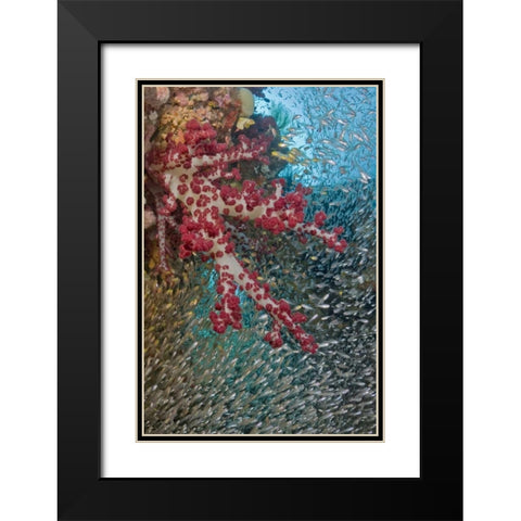 Baitfish around soft coral, Papua, Indonesia Black Modern Wood Framed Art Print with Double Matting by Shimlock, Jones