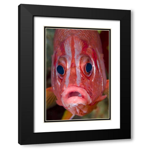 Colorful squirrelfish, Papua, Indonesia Black Modern Wood Framed Art Print with Double Matting by Shimlock, Jones