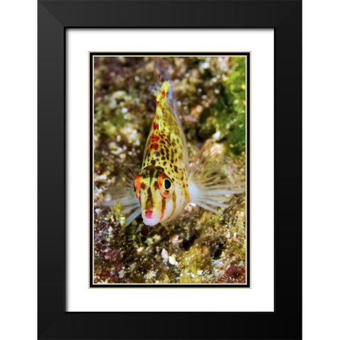 Colorful hawkfish, Raja Ampat, Papua, Indonesia Black Modern Wood Framed Art Print with Double Matting by Shimlock, Jones