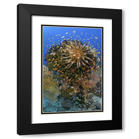 Feather star atop reef outcrop, Papua, Indonesia Black Modern Wood Framed Art Print with Double Matting by Shimlock, Jones