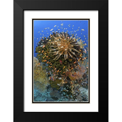 Feather star atop reef outcrop, Papua, Indonesia Black Modern Wood Framed Art Print with Double Matting by Shimlock, Jones