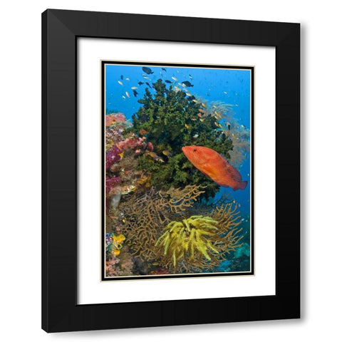 Coral trout swims past reef, Papua, Indonesia Black Modern Wood Framed Art Print with Double Matting by Shimlock, Jones