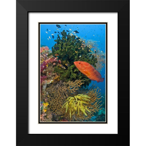Coral trout swims past reef, Papua, Indonesia Black Modern Wood Framed Art Print with Double Matting by Shimlock, Jones