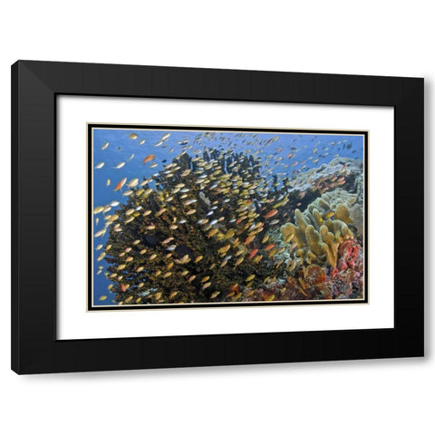 Fish swim past reef corals, Papua, Indonesia Black Modern Wood Framed Art Print with Double Matting by Shimlock, Jones