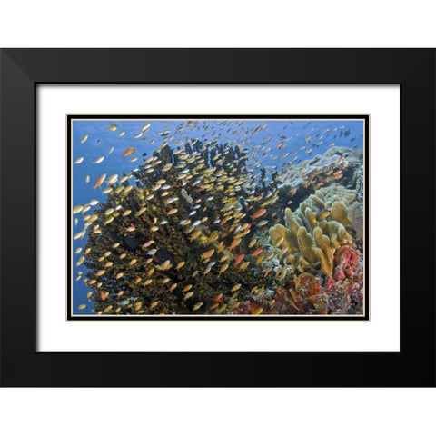 Fish swim past reef corals, Papua, Indonesia Black Modern Wood Framed Art Print with Double Matting by Shimlock, Jones