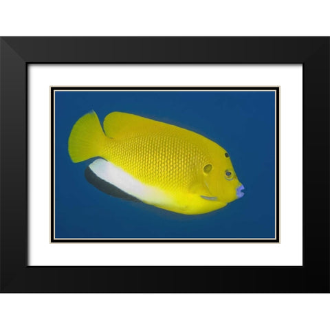 Angelfish, Raja Ampat, Papua, Indonesia Black Modern Wood Framed Art Print with Double Matting by Shimlock, Jones