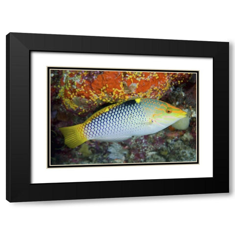Colorful wrasse, Raja Ampat, Papua, Indonesia Black Modern Wood Framed Art Print with Double Matting by Shimlock, Jones