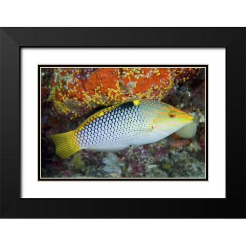 Colorful wrasse, Raja Ampat, Papua, Indonesia Black Modern Wood Framed Art Print with Double Matting by Shimlock, Jones