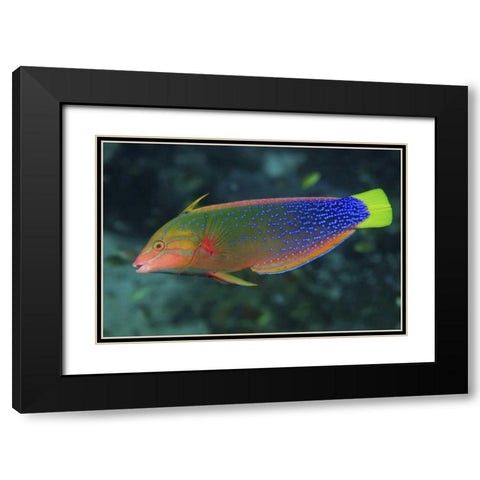 Colorful wrasse, Raja Ampat, Papua, Indonesia Black Modern Wood Framed Art Print with Double Matting by Shimlock, Jones