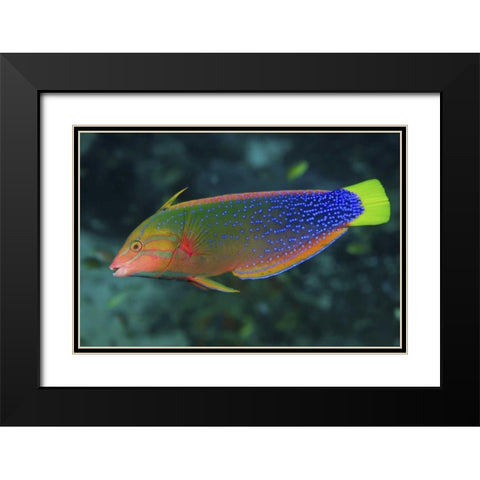 Colorful wrasse, Raja Ampat, Papua, Indonesia Black Modern Wood Framed Art Print with Double Matting by Shimlock, Jones