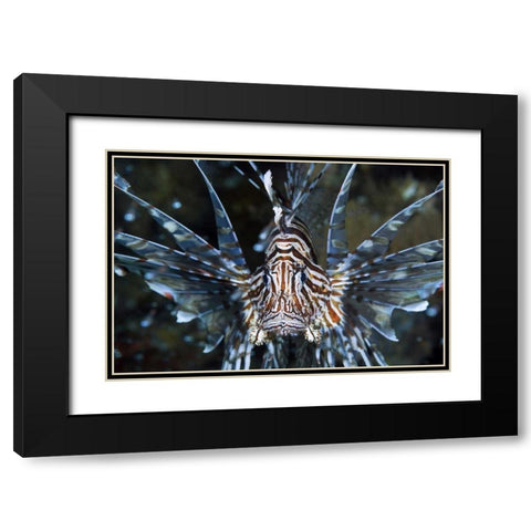 Frontal Poisonous scorpionfish, Papua, Indonesia Black Modern Wood Framed Art Print with Double Matting by Shimlock, Jones