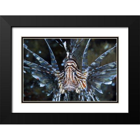Frontal Poisonous scorpionfish, Papua, Indonesia Black Modern Wood Framed Art Print with Double Matting by Shimlock, Jones