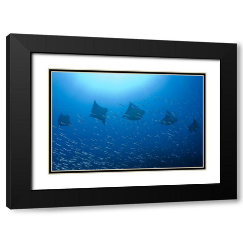 Five rays swim past baitfish, Papua, Indonesia Black Modern Wood Framed Art Print with Double Matting by Shimlock, Jones
