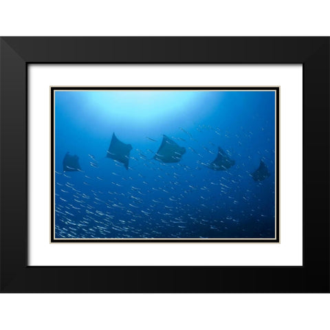 Five rays swim past baitfish, Papua, Indonesia Black Modern Wood Framed Art Print with Double Matting by Shimlock, Jones