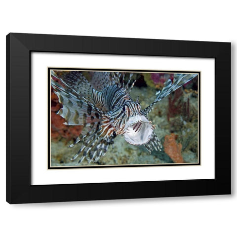 Poisonous scorpionfish yawning, Papua, Indonesia Black Modern Wood Framed Art Print with Double Matting by Shimlock, Jones