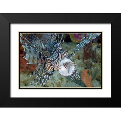 Poisonous scorpionfish yawning, Papua, Indonesia Black Modern Wood Framed Art Print with Double Matting by Shimlock, Jones