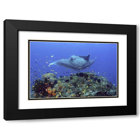 Manta ray glides over reef, Irian Jaya, Indonesia Black Modern Wood Framed Art Print with Double Matting by Shimlock, Jones