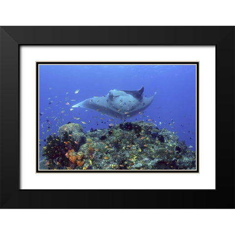 Manta ray glides over reef, Irian Jaya, Indonesia Black Modern Wood Framed Art Print with Double Matting by Shimlock, Jones