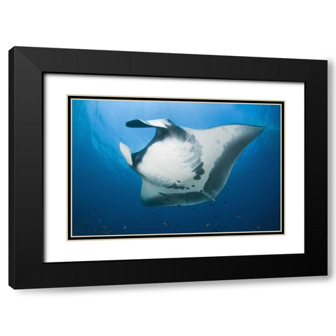 Manta rays underside, Irian Jaya, Indonesia Black Modern Wood Framed Art Print with Double Matting by Shimlock, Jones