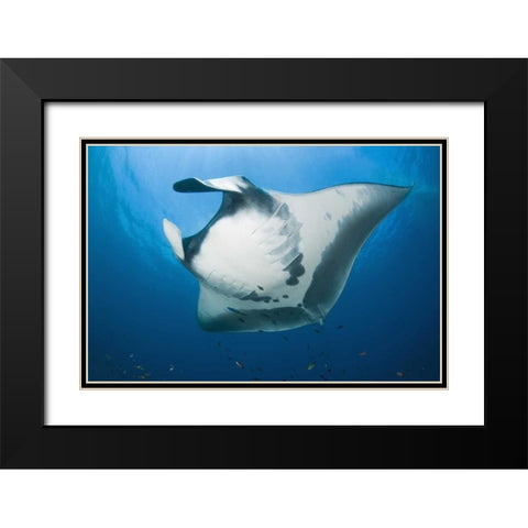 Manta rays underside, Irian Jaya, Indonesia Black Modern Wood Framed Art Print with Double Matting by Shimlock, Jones