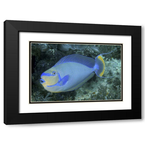 Surgeonfish, Irian Jaya, West Papua, Indonesia Black Modern Wood Framed Art Print with Double Matting by Shimlock, Jones
