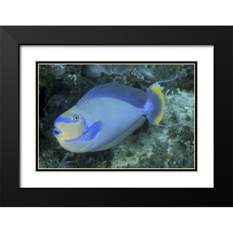 Surgeonfish, Irian Jaya, West Papua, Indonesia Black Modern Wood Framed Art Print with Double Matting by Shimlock, Jones